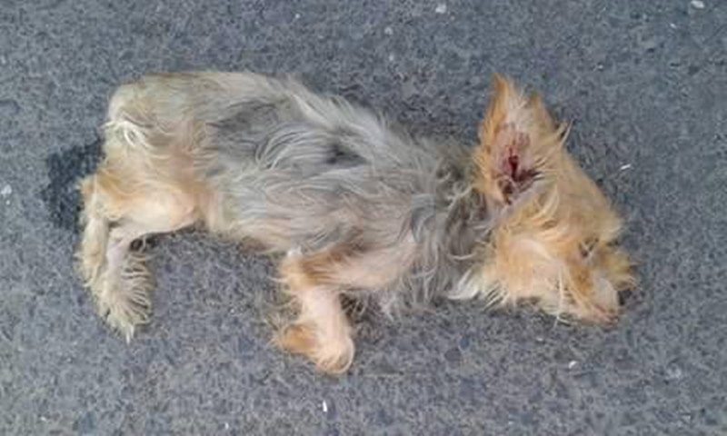 Supuesta imagen del perro muerto que circula por las redes sociales.